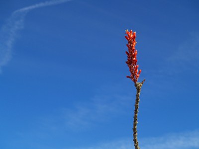 octillo in anza borrego