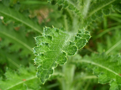 thistle.jpg