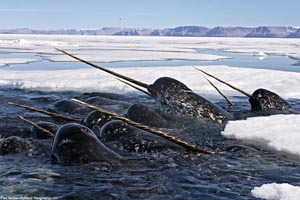 narwhals.jpg