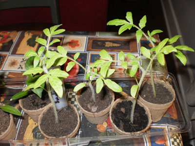 Oregon Spring Tomatoes